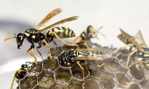 养殖蜜蜂需要什么设备（蜜蜂养殖都有哪些工具）