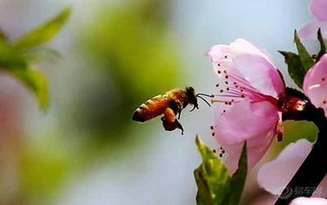 意大利蜜蜂多少钱一箱（意蜂一箱多少钱）