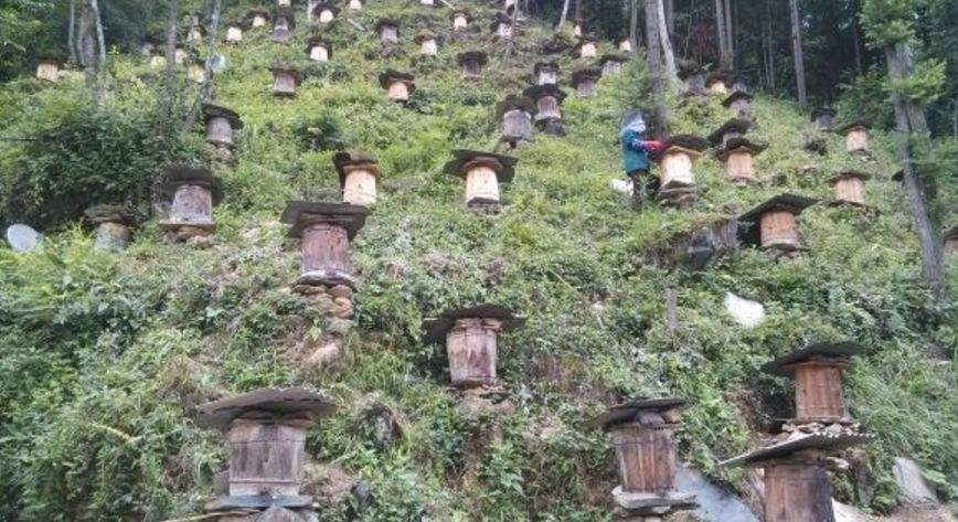 养殖中蜂好还是意蜂好