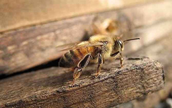 蜜蜂中毒了怎么办