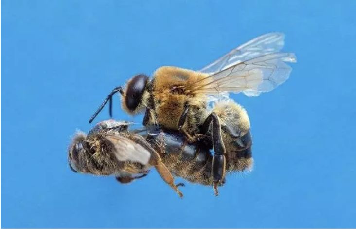 为何与蜂王交尾的雄蜂会很快死亡（雄蜂的特殊交尾方式）