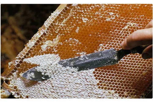 蜂蜜不能和什么放在一起吃（蜂蜜和什么东西不能一起吃）