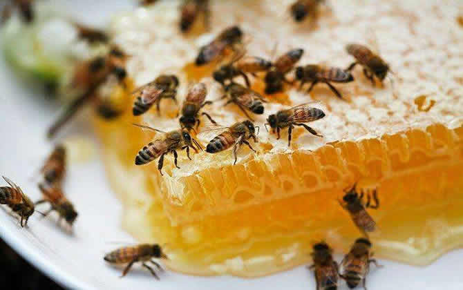 枇杷蜂蜜