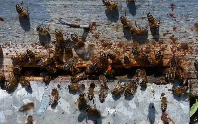 ​意蜂去盗别家蜂场怎么办（意蜂盗中蜂怎么处理）
