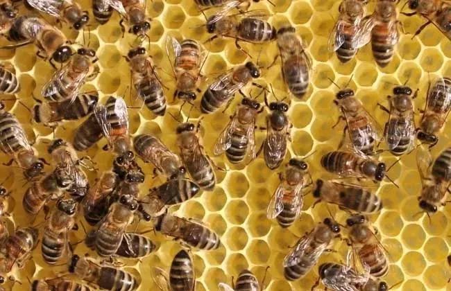  蜜蜂围着蜂王转是怎么回事（蜜蜂围王的原因及解决方法）