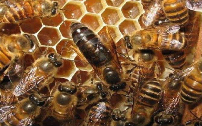 蜜蜂中的蜂王是什么蜂