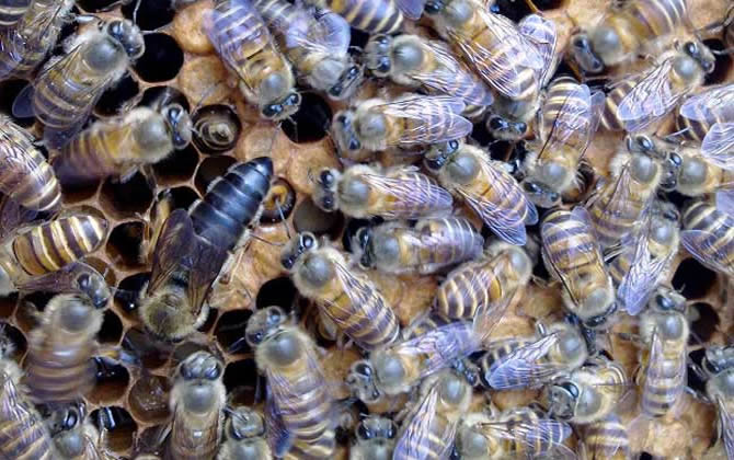 意蜂王多少钱一只