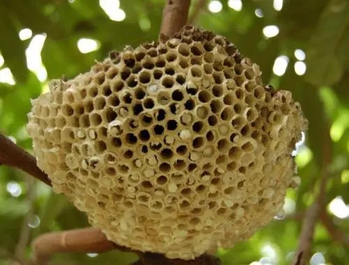 意大利蜜蜂年产蜂蜜多少斤