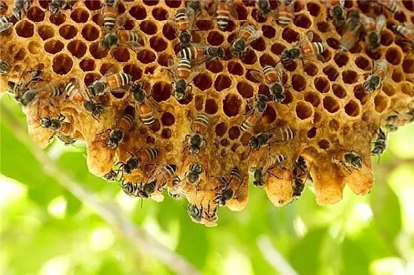 意大利蜜蜂年产蜂蜜多少斤