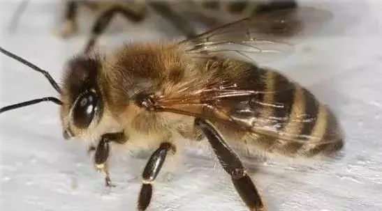 意蜂蜂王怎么介入才成功（意蜂怎样介王最安全）