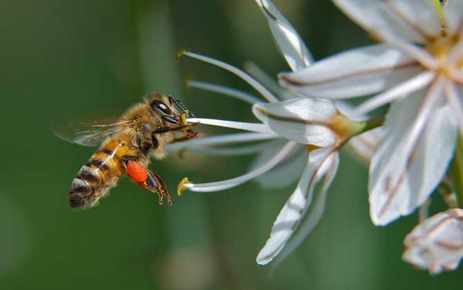 雄蜂为什么比工蜂和蜂王吃的多（蜂王、雄蜂和工蜂分别是什么蜂）