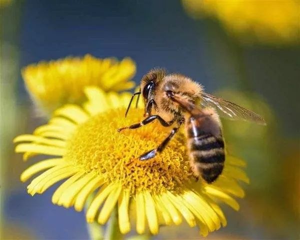 意蜂产王可以放到中蜂群产卵吗（意蜂王可以介入中蜂群吗）
