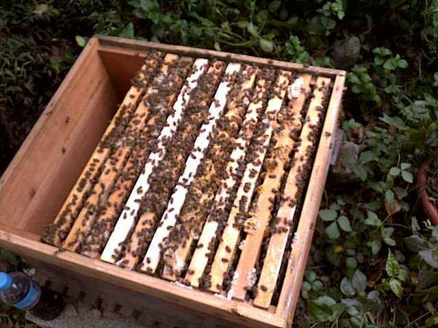 如何用空蜂箱引来蜜蜂