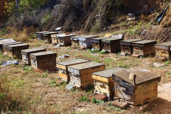 如何用空蜂箱引来蜜蜂