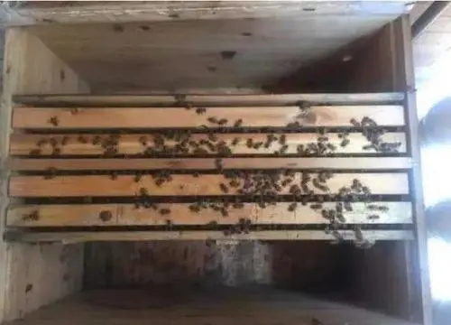 新手养蜂蜜蜂在箱上结脾怎样办（蜜蜂乱遭蜂脾怎么处理）