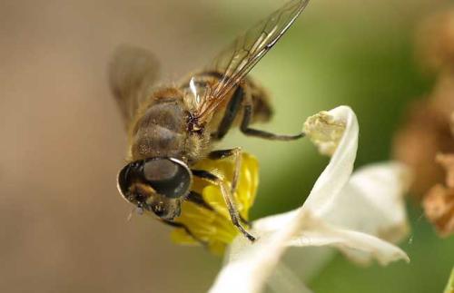 蜂王依靠工蜂喂养属于社会行为吗（没有蜂王的蜜蜂怎么养）