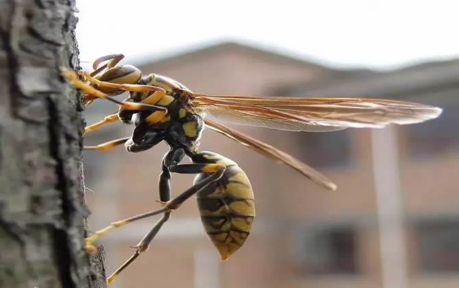 马蜂(胡蜂)可不可以采蜜和酿蜜？(马蜂和蜜蜂有什么不同)