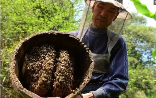 新买回来蜂蜜没有子脾的几天才稳定下来去采花粉