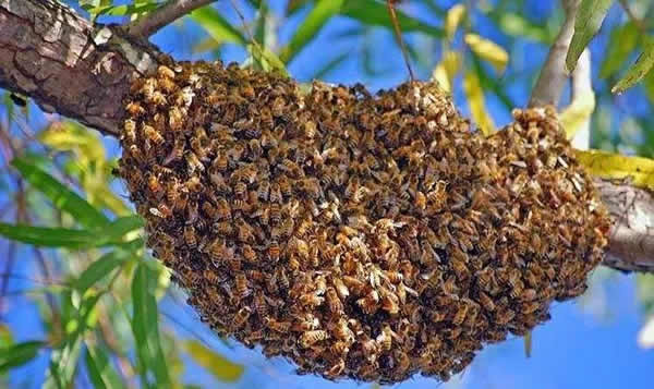 为什么夏天蜜蜂易飞逃？
