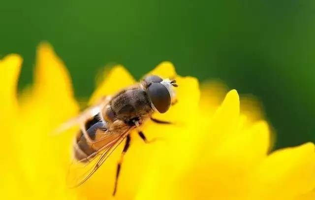 蜂螨的繁殖周期（蜂螨是什么引起的）