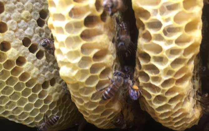 蜜蜂蜂巢多少钱一块