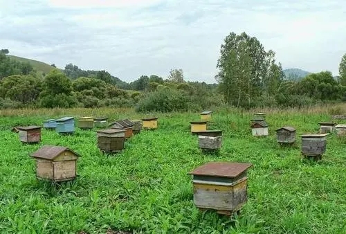 蜜蜂的盗性与什么有关（什么是盗蜂现象）