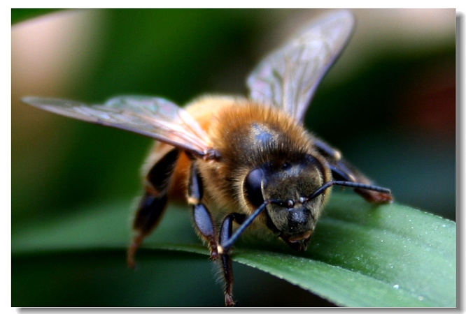 蜂王与工蜂能繁殖后代吗（蜂王和工蜂同时产卵，这是什么情况）