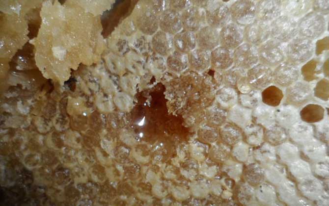 天然蜂巢蜜功效与作用（蜂巢蜜的作用与功效及食用方法）