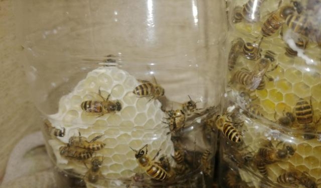 蜂巢里的蜜怎么取（取蜜的3种常用方法）