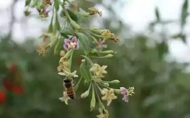 【蜜蜂知识】中华蜜蜂的饲养技术 中华蜜蜂的饲养技术