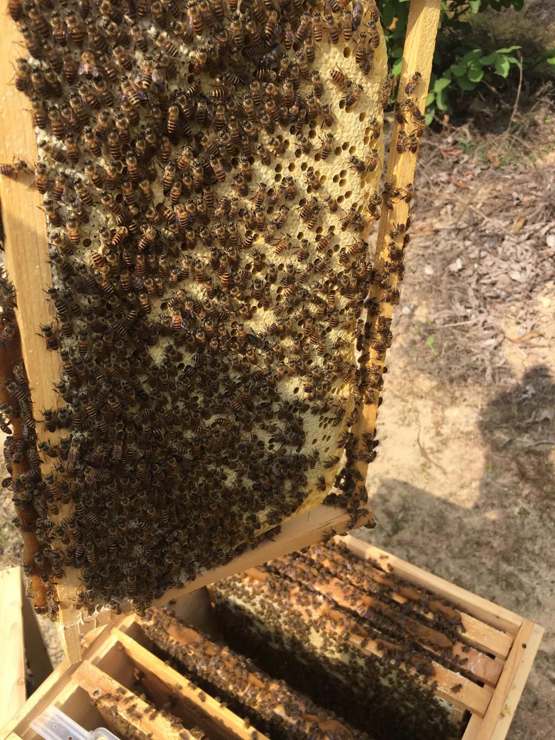 意蜂春繁技术管理诀窍（春繁蜜蜂的方法和步骤）