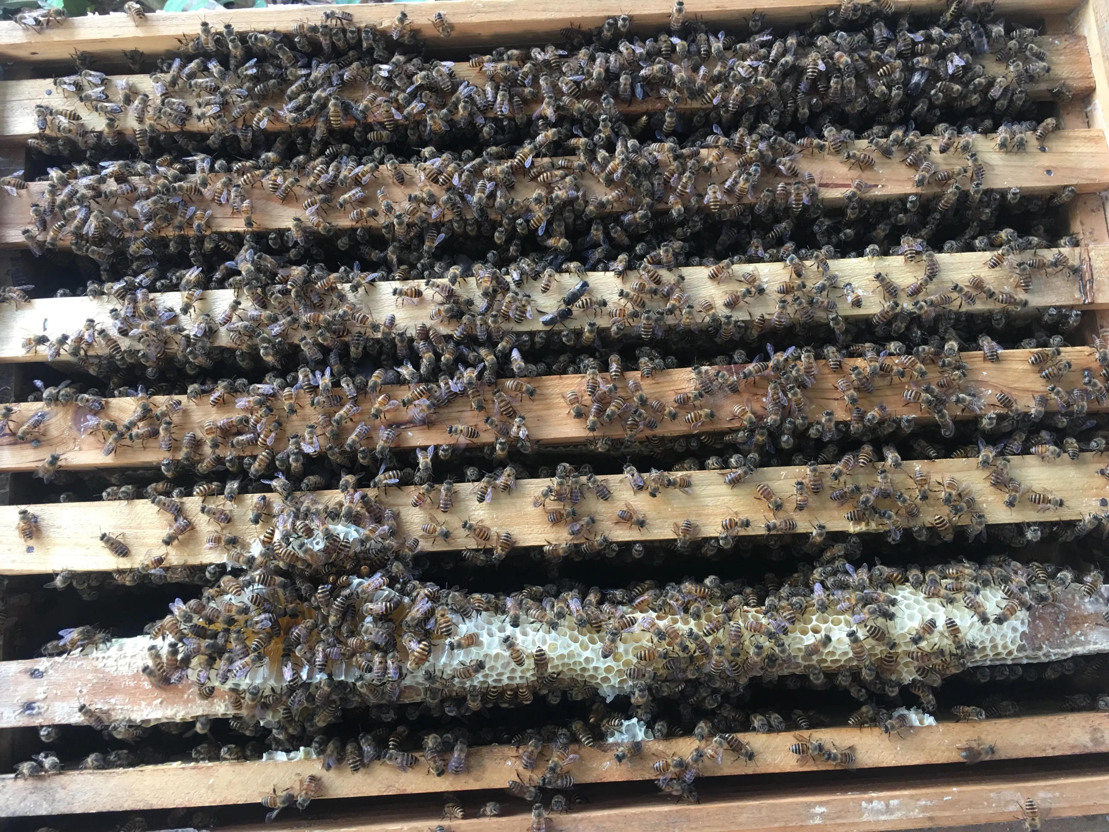 意蜂春繁技术管理诀窍（春繁蜜蜂的方法和步骤）