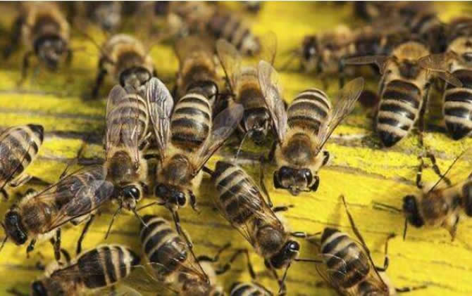 中蜂秋季分蜂在几月份