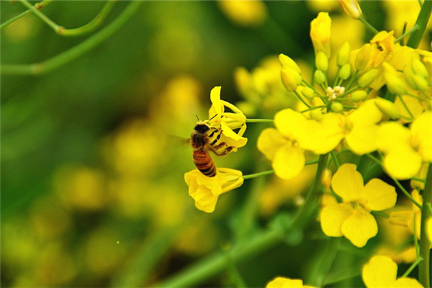 油菜蜂蜜是什么(油菜花蜂蜜的功效与作用) 油菜蜂蜜是什么(油菜花蜂蜜的功效与作用)