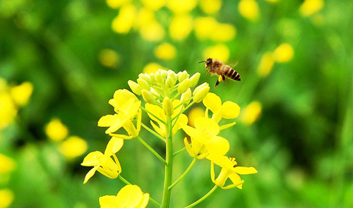 油菜蜂蜜是什么(油菜花蜂蜜的功效与作用) 油菜蜂蜜是什么(油菜花蜂蜜的功效与作用)