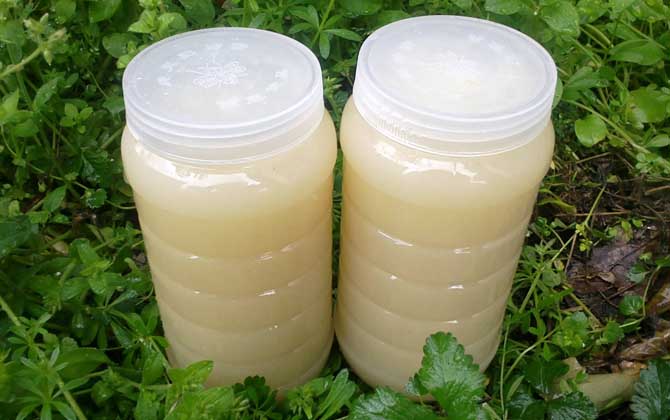 柑橘蜜好还是油菜花蜜好（柑橘蜜和油菜蜜的对比）