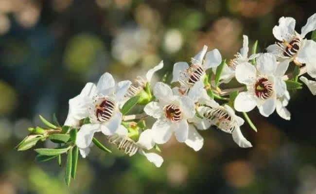 意大利蜜蜂什么时候秋繁？