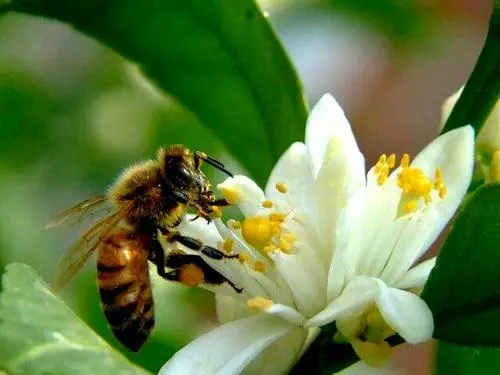 蜜蜂怕冷还是怕热（蜜蜂为什么不怕热）