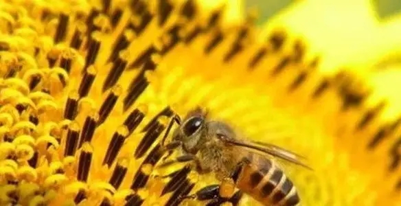 蜜蜂怕冷还是怕热（蜜蜂为什么不怕热）