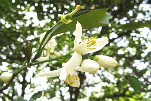 柑橘什么时候开花（柑橘开花时间）
