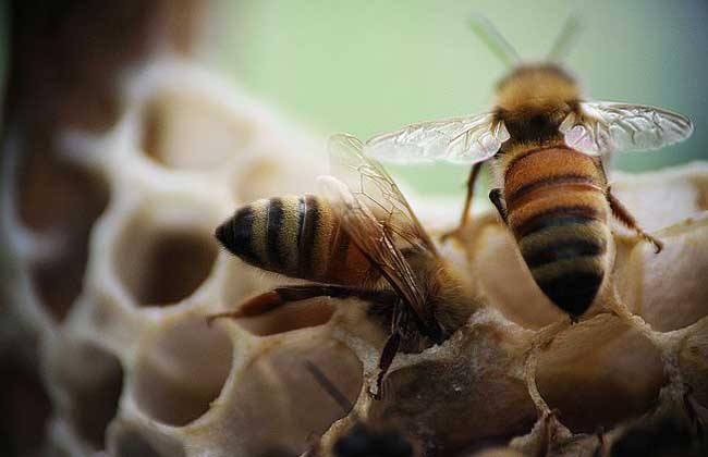 养蜂初学者如何养好蜜蜂