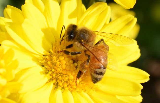 养蜂初学者如何养好蜜蜂