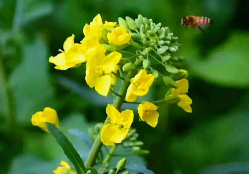 广西油菜花什么时候开花（广西油菜花开花时间）