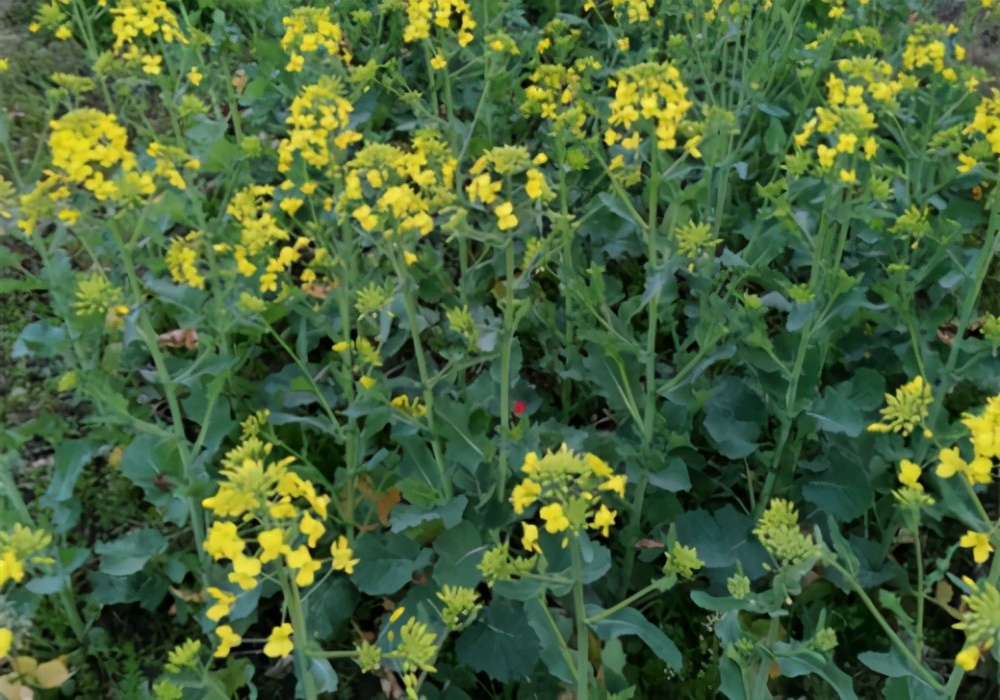 广西油菜花什么时候开花（广西油菜花开花时间）