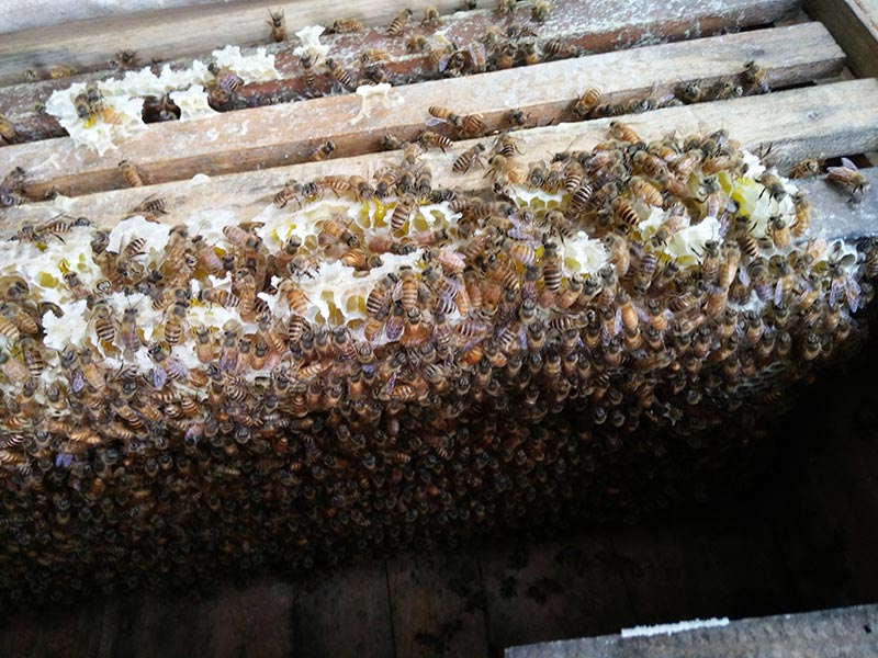 意大利蜜蜂蜂王为什么不产子(意大利蜜蜂蜂王不产卵的原因）