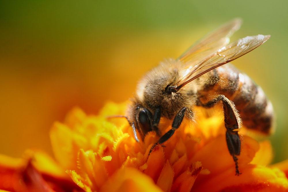 蜜蜂黑蜂病如何防治？