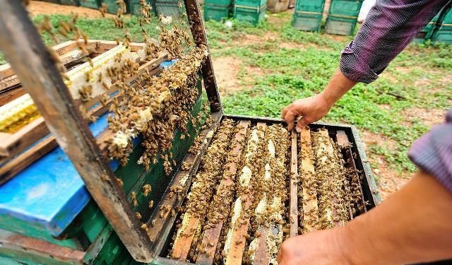 蜜蜂多少钱一箱