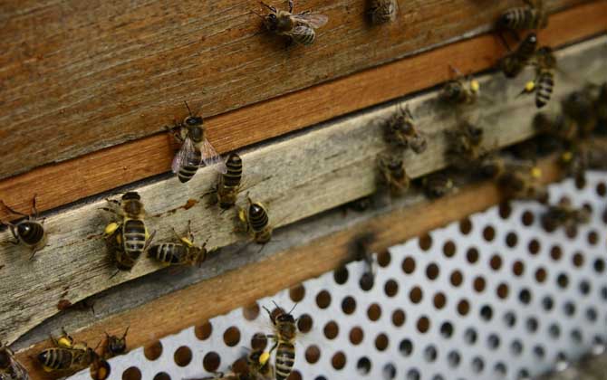 蜜蜂养殖新技术及注意事项（蜜蜂养殖实用技术介绍）