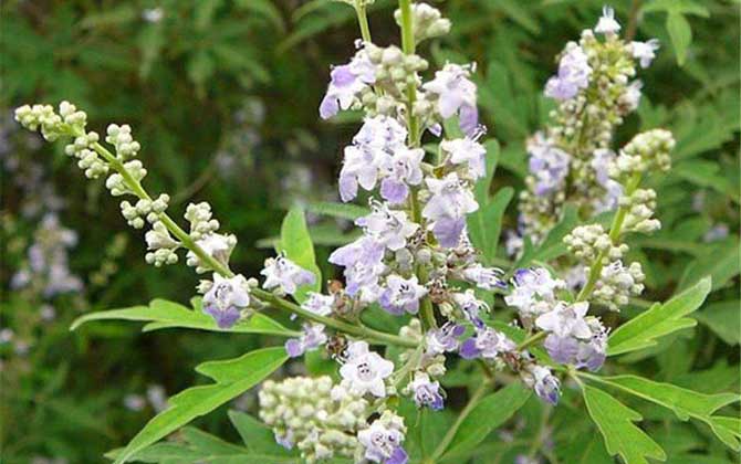 荆条花流蜜量大吗（荆条什么时候开花）