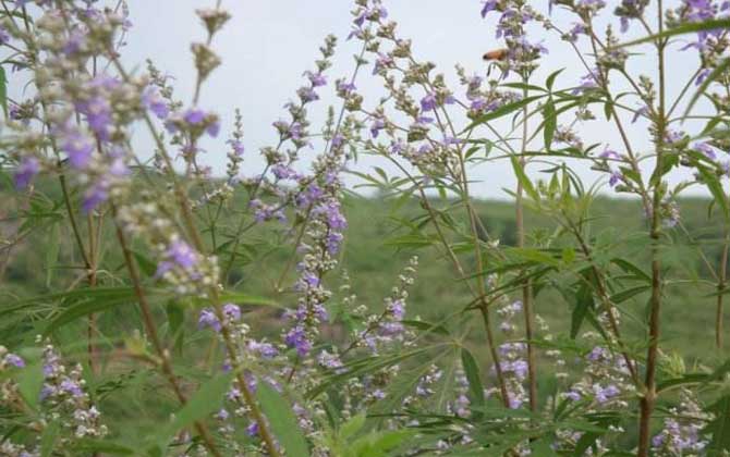荆条花流蜜量大吗（荆条什么时候开花）
